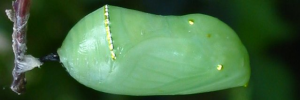 Pupae